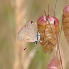 Nacaduba biocellata (Two-spotted Line-Blue) at O'Connor, ACT - 20 Dec 2022 by ConBoekel