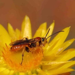 Labium sp. (genus) at O'Connor, ACT - 21 Dec 2022