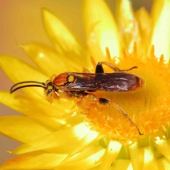 Labium sp. (genus) at O'Connor, ACT - 21 Dec 2022 10:23 AM