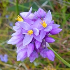 Sowerbaea juncea (Vanilla Lily) at Sassafras, NSW - 30 Nov 2022 by RobG1