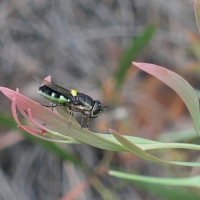 Odontomyia hunteri (Soldier fly) at Aranda Bushland - 3 Jan 2023 by rickkuhn