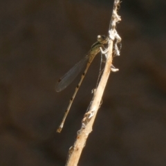 Austrolestes sp. (genus) at Murga, NSW - 3 Jan 2023 by Paul4K