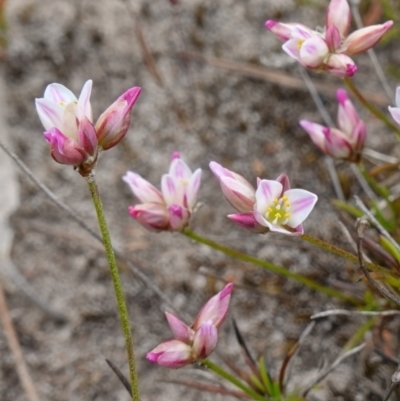 Laxmannia gracilis (Slender Wire Lily) at Sassafras, NSW - 30 Nov 2022 by RobG1