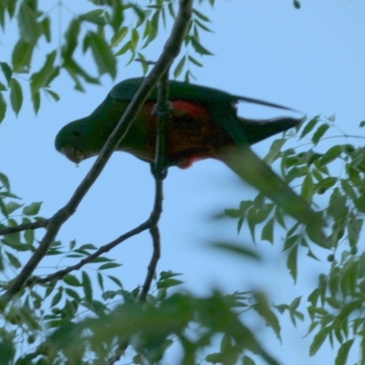 Alisterus scapularis (Australian King-Parrot) at Murga, NSW - 3 Jan 2023 by Paul4K