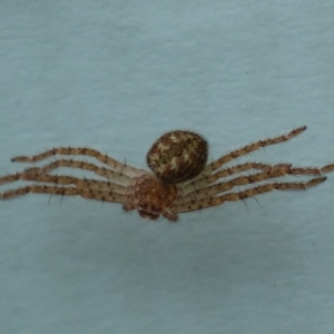 Sparassidae (family) at Greenway, ACT - 4 Jan 2023 11:21 AM