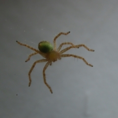 Sparassidae (family) at Greenway, ACT - 4 Jan 2023 11:21 AM