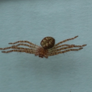 Sparassidae (family) at Greenway, ACT - 4 Jan 2023 11:21 AM