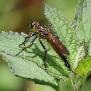 Zosteria rosevillensis at Acton, ACT - 4 Jan 2023