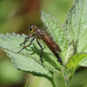 Zosteria rosevillensis at Acton, ACT - 4 Jan 2023