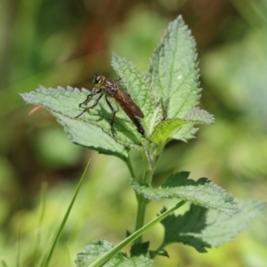 Zosteria rosevillensis at Acton, ACT - 4 Jan 2023