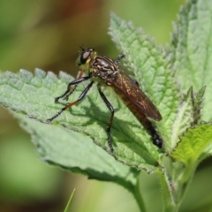 Zosteria rosevillensis at Acton, ACT - 4 Jan 2023