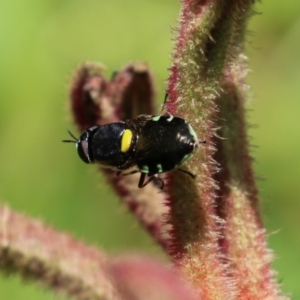 Odontomyia hunteri at Acton, ACT - 4 Jan 2023