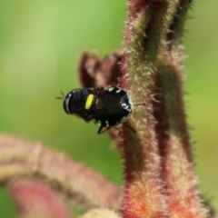 Odontomyia hunteri at Acton, ACT - 4 Jan 2023