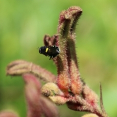 Odontomyia hunteri at Acton, ACT - 4 Jan 2023