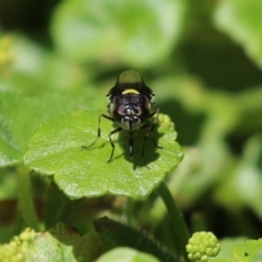 Odontomyia hunteri at Acton, ACT - 4 Jan 2023