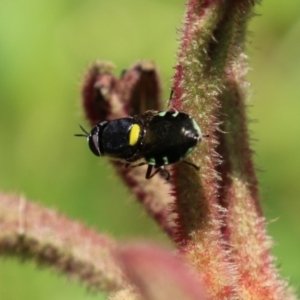 Odontomyia hunteri at Acton, ACT - 4 Jan 2023