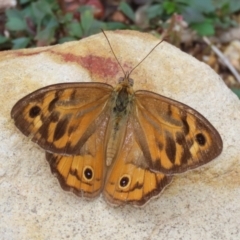 Heteronympha merope (Common Brown Butterfly) at Acton, ACT - 4 Jan 2023 by RodDeb