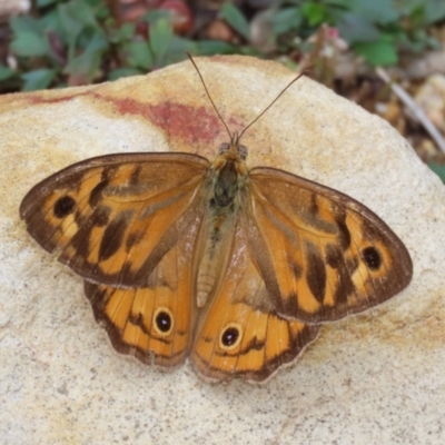 Heteronympha merope (Common Brown Butterfly) at Acton, ACT - 4 Jan 2023 by RodDeb