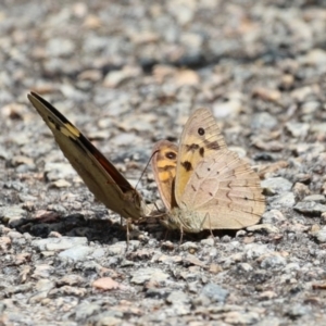 Heteronympha merope at Acton, ACT - 4 Jan 2023