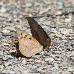 Heteronympha merope at Acton, ACT - 4 Jan 2023