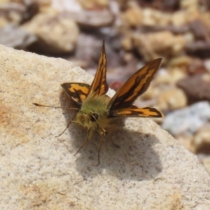 Ocybadistes walkeri at Acton, ACT - 4 Jan 2023 01:09 PM