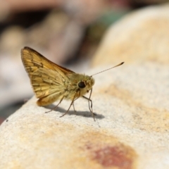 Ocybadistes walkeri at Acton, ACT - 4 Jan 2023 01:09 PM