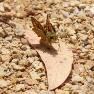 Ocybadistes walkeri at Acton, ACT - 4 Jan 2023 01:09 PM