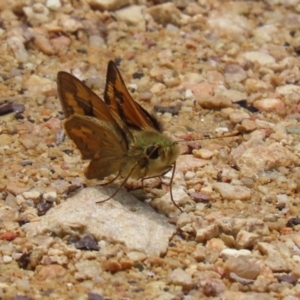 Ocybadistes walkeri at Acton, ACT - 4 Jan 2023 01:09 PM