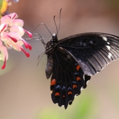 Papilio aegeus at Acton, ACT - 4 Jan 2023 01:51 PM