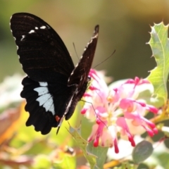 Papilio aegeus at Acton, ACT - 4 Jan 2023