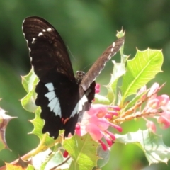 Papilio aegeus at Acton, ACT - 4 Jan 2023 01:51 PM