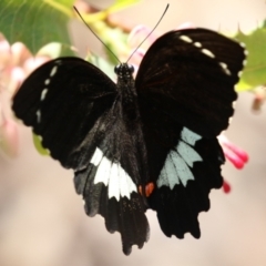 Papilio aegeus at Acton, ACT - 4 Jan 2023 01:51 PM