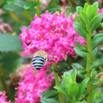 Amegilla (Zonamegilla) asserta (Blue Banded Bee) at Acton, ACT - 4 Jan 2023 by RodDeb