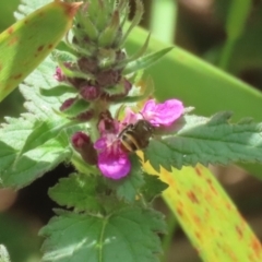 Lipotriches (Austronomia) phanerura at Acton, ACT - 4 Jan 2023