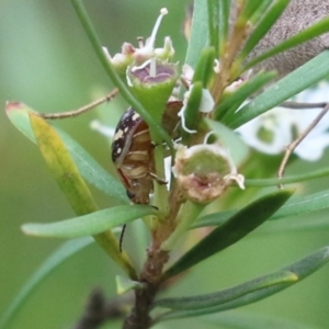 Paropsis pictipennis at Acton, ACT - 4 Jan 2023