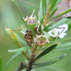 Paropsis pictipennis at Acton, ACT - 4 Jan 2023