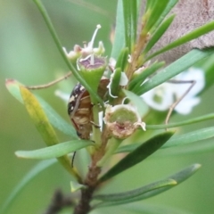 Paropsis pictipennis at Acton, ACT - 4 Jan 2023