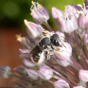 Megachile heliophila at Macgregor, ACT - 1 Jan 2023 03:56 PM