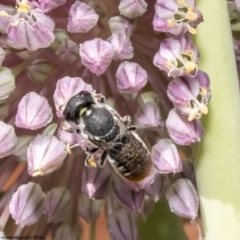 Megachile heliophila at Macgregor, ACT - 1 Jan 2023 03:56 PM