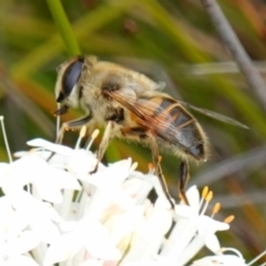 Eristalis tenax (Drone fly) at Sassafras, NSW - 30 Nov 2022 by RobG1