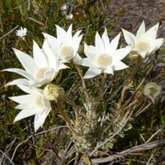 Actinotus helianthi (Flannel Flower) at Sassafras, NSW - 30 Nov 2022 by RobG1