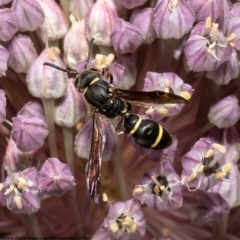 Paralastor sp. (genus) at Macgregor, ACT - 5 Jan 2023