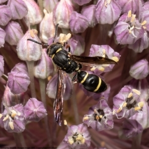 Paralastor sp. (genus) at Macgregor, ACT - 5 Jan 2023