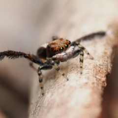 Maratus watagansi (Rainforest Peacock Spider) at ANBG - 5 Jan 2023 by patrickcox