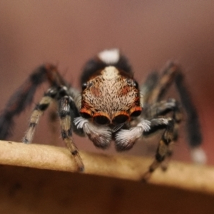 Maratus watagansi at Acton, ACT - 5 Jan 2023