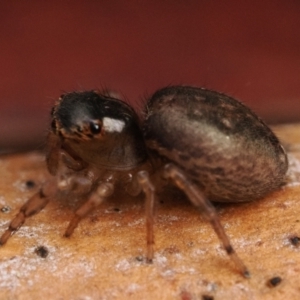 Maratus watagansi at Acton, ACT - 5 Jan 2023 11:00 AM