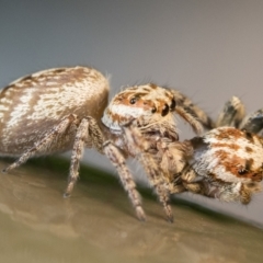 Opisthoncus grassator (Jumping spider) at ANBG - 4 Jan 2023 by patrickcox