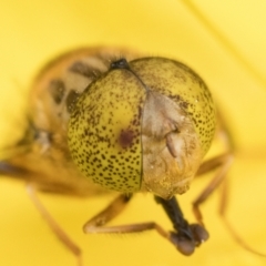 Eristalinus punctulatus (Golden Native Drone Fly) at Duffy, ACT - 4 Jan 2023 by patrickcox