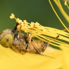 Eristalinus punctulatus at Duffy, ACT - 4 Jan 2023 11:00 AM