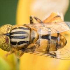 Eristalinus punctulatus at Duffy, ACT - 4 Jan 2023